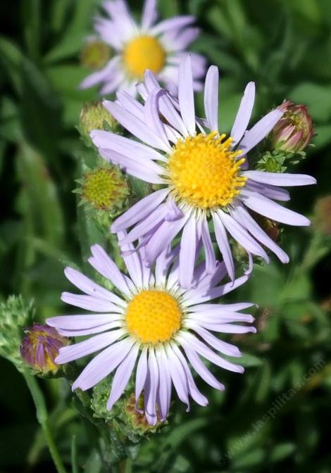 A closeup photo looking down on the inflorescence of Symphyotrichum ascendens, Western aster. This plant has been in a pot for 20 years. Container gardening can be fun. - grid24_12