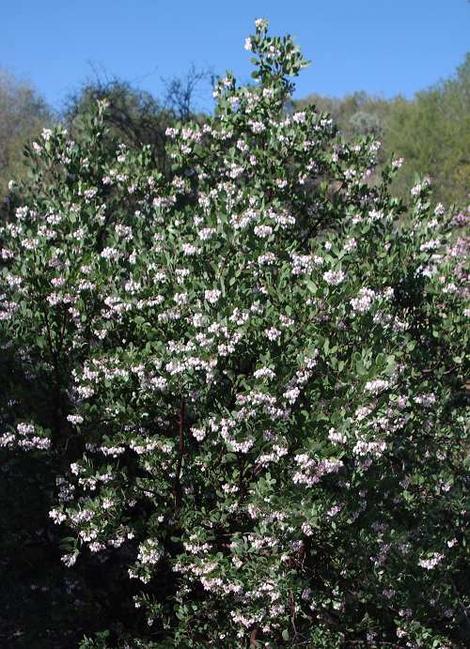 Mama Bear manzanita bush - grid24_12