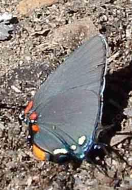 Great Purple Hairstreak sipping mud - grid24_12