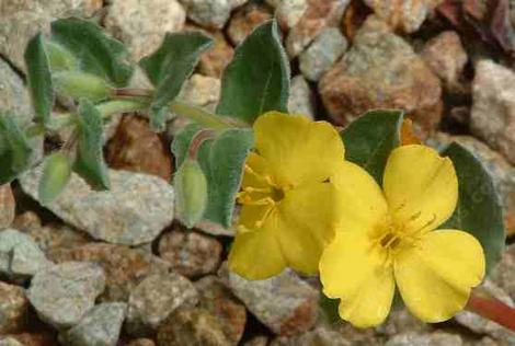 Oenothera cheiranthifolia suffruticosa Beach Evening Primrose - grid24_12