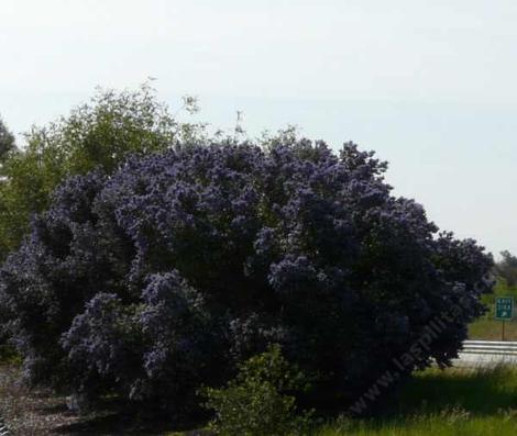 Ray Hartman Ceanothus in full bloom. These plants were 12-15 foot tall and 15 foot wide. with no water in Atascadero. A Great big hedge. - grid24_12
