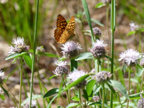 Monardella odoratissima, Western Pennyroyal, grows in the mountains of California.  - grid24_12