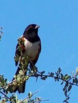 A Spotted Towhee in the morning sun. You will not find these birds in bright sunlight. - grid24_12