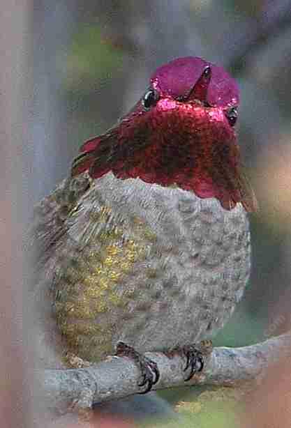 A very irritated Anna's Hummingbird. Walking through his garden with a camera - grid24_12