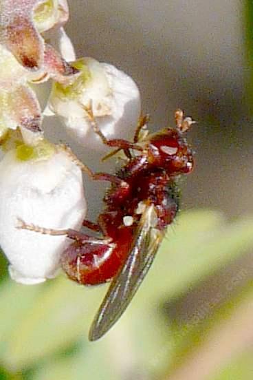 Predator of Andrena, Probably red thick-headed fly - Myopa rubida - grid24_12