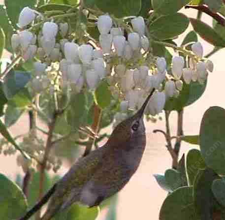 An Anna Hummingbird on a Austin Griffin manzanita picture. - grid24_12