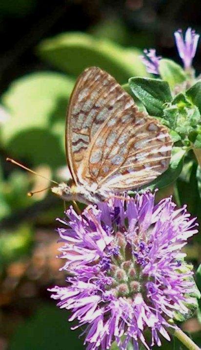 Comstock fritillary on a Monardella, side view - grid24_12