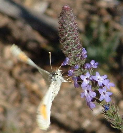 Sara's Orange Tip butterfly on a native verbena. - grid24_12