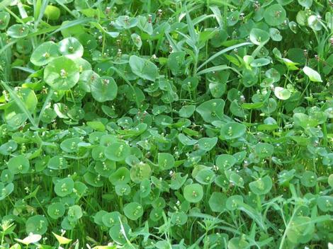 Montia perifoliata Miner's Lettuce - grid24_12