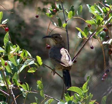 California Thrasher, Toxostoma redivivum fooling around in the Black Chokecherry, Prunus virginiana melanocarpa - grid24_12