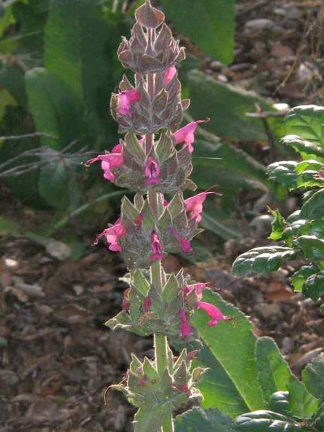 Salvia spathacea, Topanga flowers - grid24_12