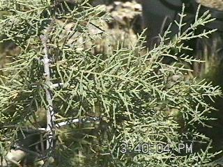 Cupressus bakeri, the Modoc Cypress, Siskiyou Cypress or Baker Cypress - grid24_12