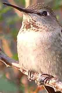 A juvenile Anna's Hummingbird - grid24_12