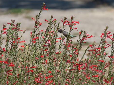 California fuchsia is also known as Epilobium canum mexicanum or Zauschneria californica mexicana flowers with hummingbird. - grid24_12