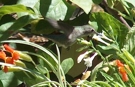 An Anna Hummingbird working a White California Fuchsia  - grid24_12