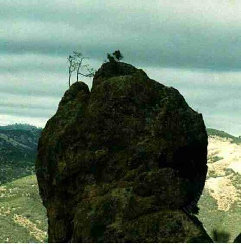 It is amazing where you can find trees. A pine and oak on top of this rock. - grid24_12