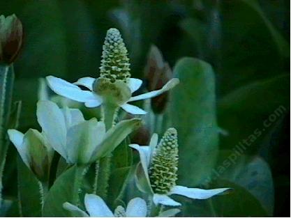 Anemopsis californica, Yerba Mansa, flowering  in the Santa Margarita garden.  - grid24_12