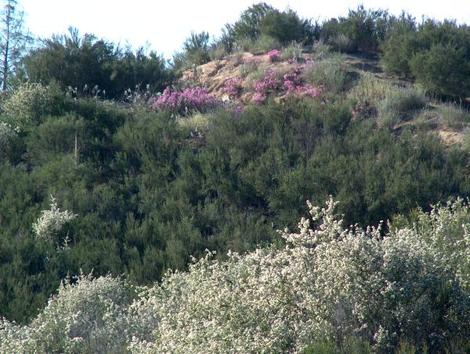 Leptodactylon californicum, Prickly Phlox, is shown here in its natural habitat, with Ceanothus cuneatus in the foreground, Adenostoma fasciculatum behind it, and the Prickly Phlox almost at the top of the ridge. I cringe when someone says California native plants are brown and ugly. Put a non-native plant on this hillside, do not water it, and see if it looks better.  - grid24_12