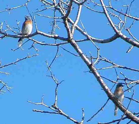 Western Bluebirds up in a Valley Oak Tree. - grid24_12