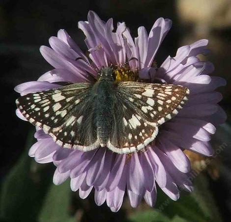 Common checkered skipper on a Seaside Daisy - grid24_12