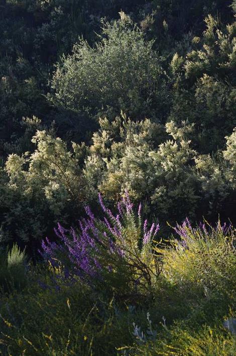 Our California chaparral is  a very diverse beautiful system. Here's Trichostema, Lotus, Ceanothus and  Chamise. - grid24_12
