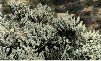 Eurotia lanata (Krascheninnikovia),  Winterfat, is a member of the Chenopodiaceae that was utilized in earlier days as winter rangeland food for stock. - grid24_12