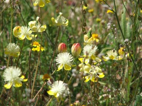 Platystemon californicus, Cream Cups - grid24_12