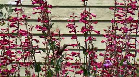 Penstemon pseudospectabilis been visited by an Anna Hummingbird - grid24_12