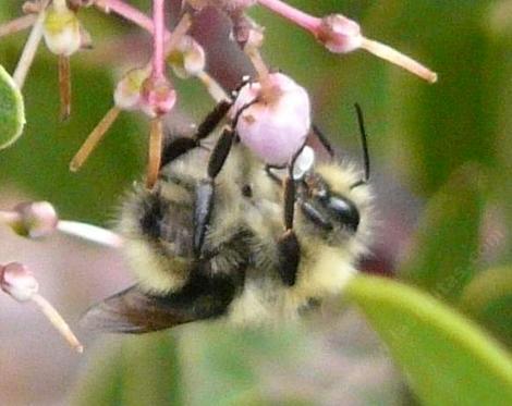 A male Bombus vandykei pollinating  manzanita flowers. - grid24_12