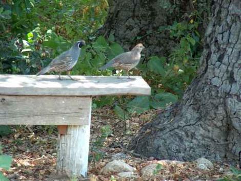 Male and female quail on garden bench. Something a simple as a raised seat or bench can provide a high spot for the quail. - grid24_12 Male and female quail on garden bench. Something a simple as a raised seat or bench can provide a high spot for the quail. - grid24_12