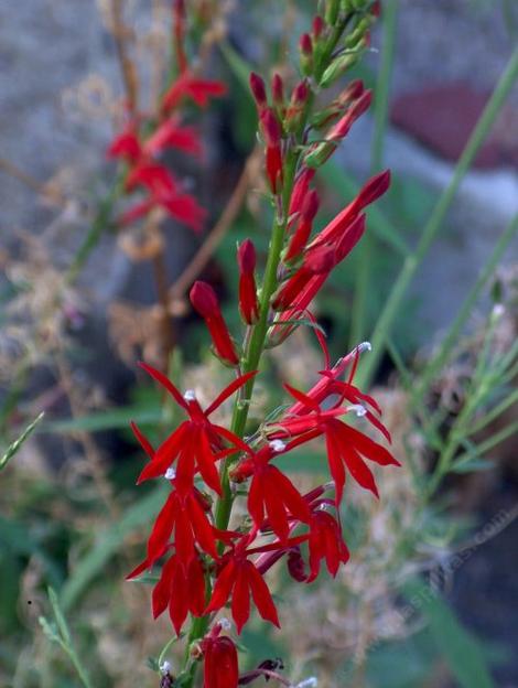 Here is a portion of the inflorescence of Lobelia cardinalis, Cardinal Flower, with the opened flowers below, and the unopened buds above.   - grid24_12