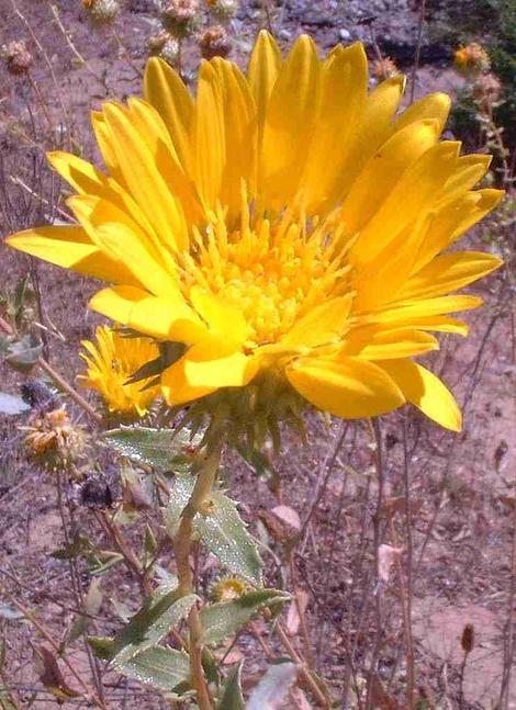 Grindelia robusta - grid24_12