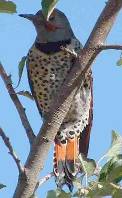 Northern Flicker, Colaptes auratus - grid24_12