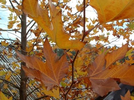 Here is the closeup of the large colorful leaves of Platanus racemosa, California Sycamore, at the Santa Margarita nursery, California.  - grid24_12