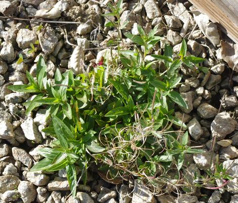 Tall annual willow-herb, Epilobium brachycarpum, (Epilobium paniculatum) may be native to California, maybe not, it is so aggressive that really should pull it if you see it. - grid24_12