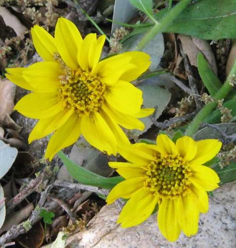 Wyethia angustifolia, Narrowleaf Mule Ears flowers. - grid24_12