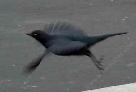 A Brewers Blackbird in flight. - grid24_12