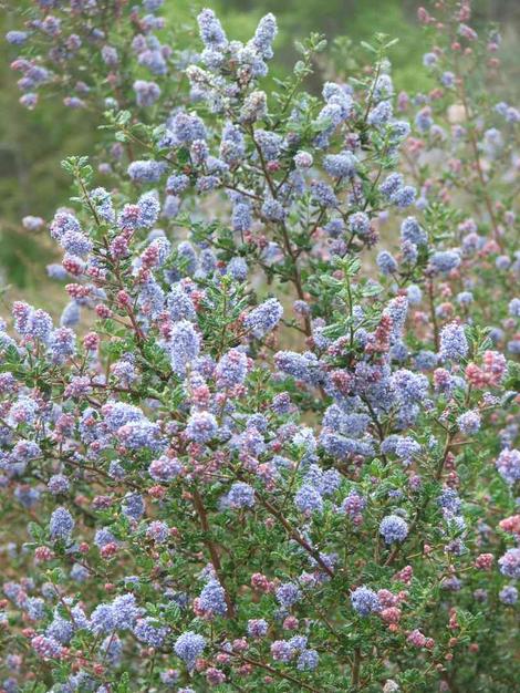 Ceanothus impressus nipomoensis has red buds and royal blue flowers.