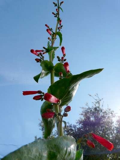 A lizards eye view of  Penstemon eatonii, Firecracker Penstemon - grid24_12