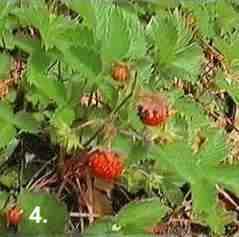 Fragaria californica Wood Strawberry is edible and although small, tasty. It does well in a container. - grid24_12