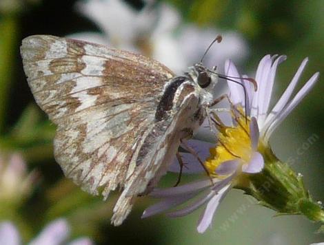 A Large White Skipper on a Corethrogyne filaginifolia,  California Aster - grid24_12