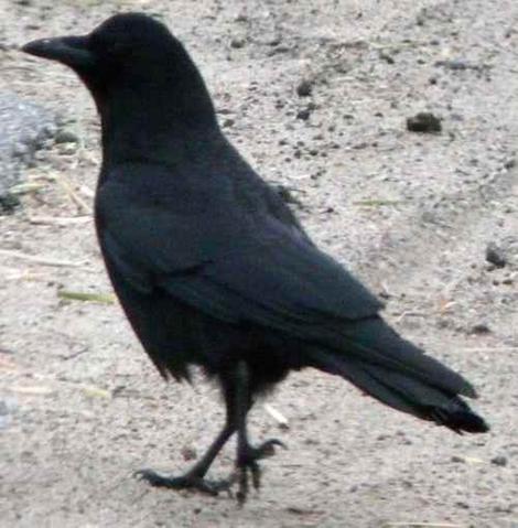 american crow corvus caurinus - grid24_12