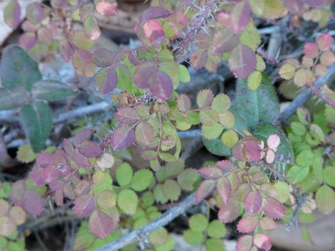 Rosa spithamea, Ground Rose leaves - grid24_12
