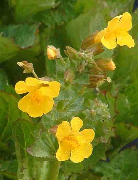 Mimulus guttatus, Seep Monkey Flower - grid24_12