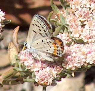 Acmon Blue Butterfly, Icaricia acmon on California  Buckwheat - grid24_12