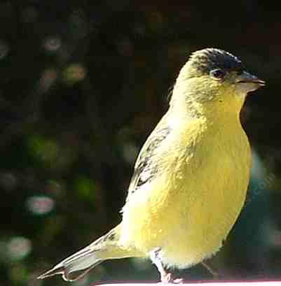 A male Lawrence's Goldfinch in full color.  - grid24_12