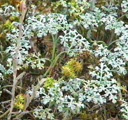 Franseria chamissonis bipinnatisecta Beach-Bur - grid24_12