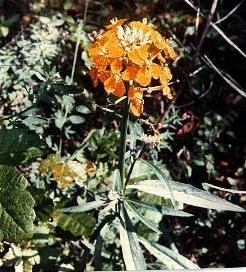 The orange form of Erysimum capitatum, Wallflower. - grid24_12