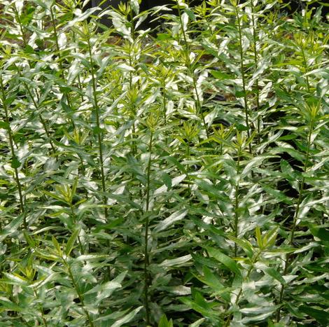 Myrica californica, Pacific Wax Myrtle leaves - grid24_12