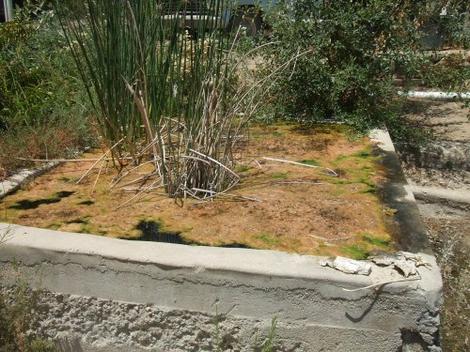 Ponds can become very slimy if there is fertility and no water flow. We tried Scripus californicus in this one. to aerate it. It kind of worked, but filled in the whole thing.  - grid24_12